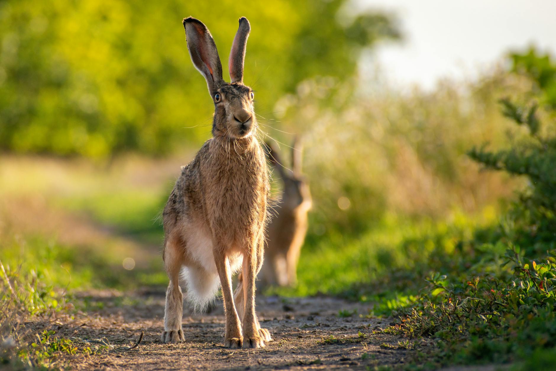 A close-up of a hare standing on a path in the wilderness, surrounded by lush greenery.