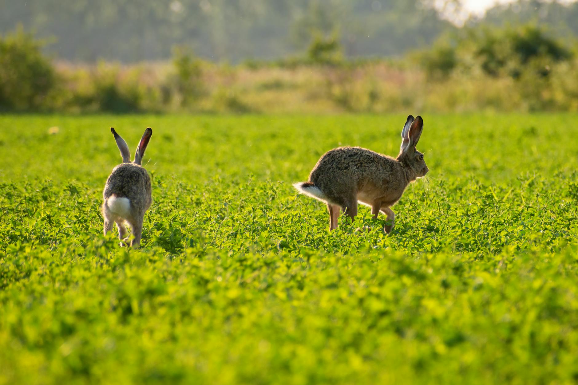 Two wild rabbits sprinting across a lush green meadow, captured in natural daylight.