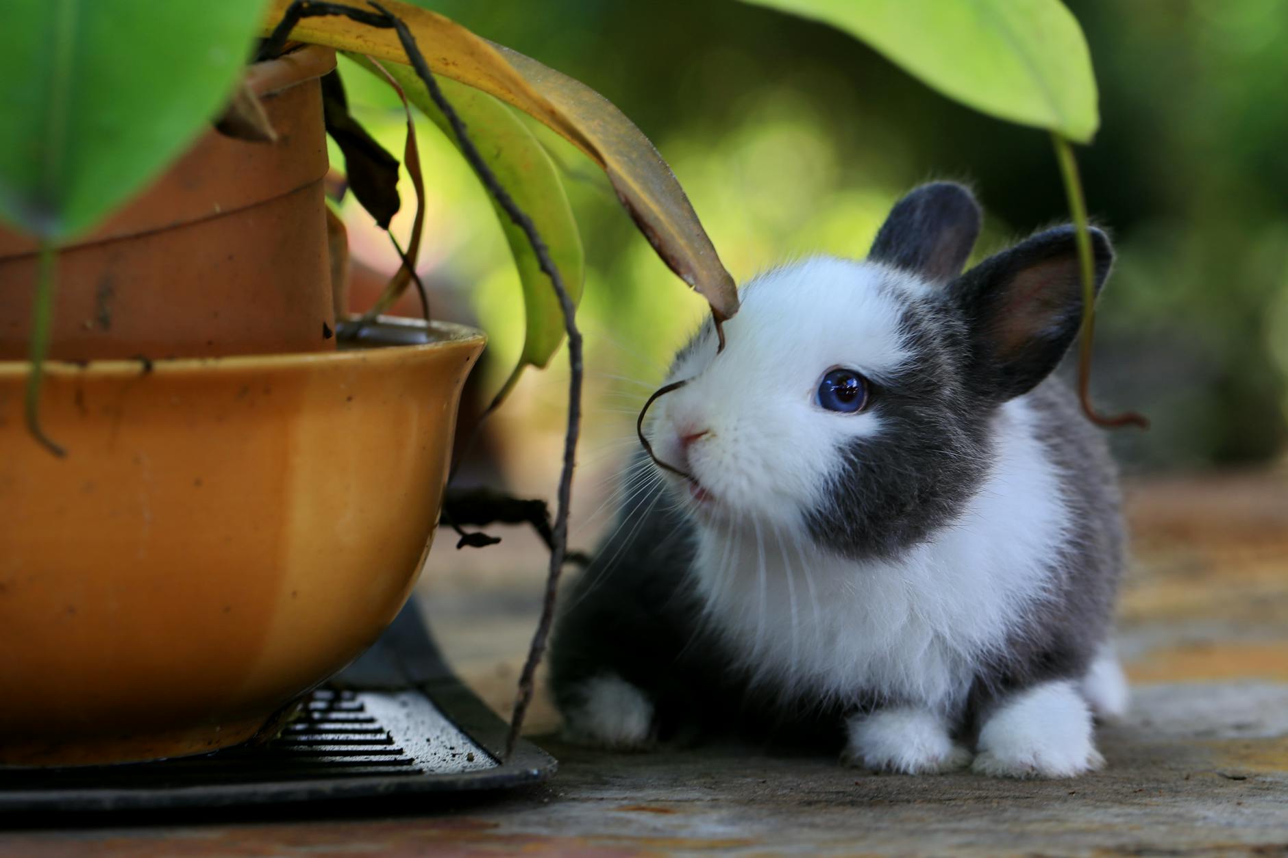 A Bunny Besides Potted A Plant