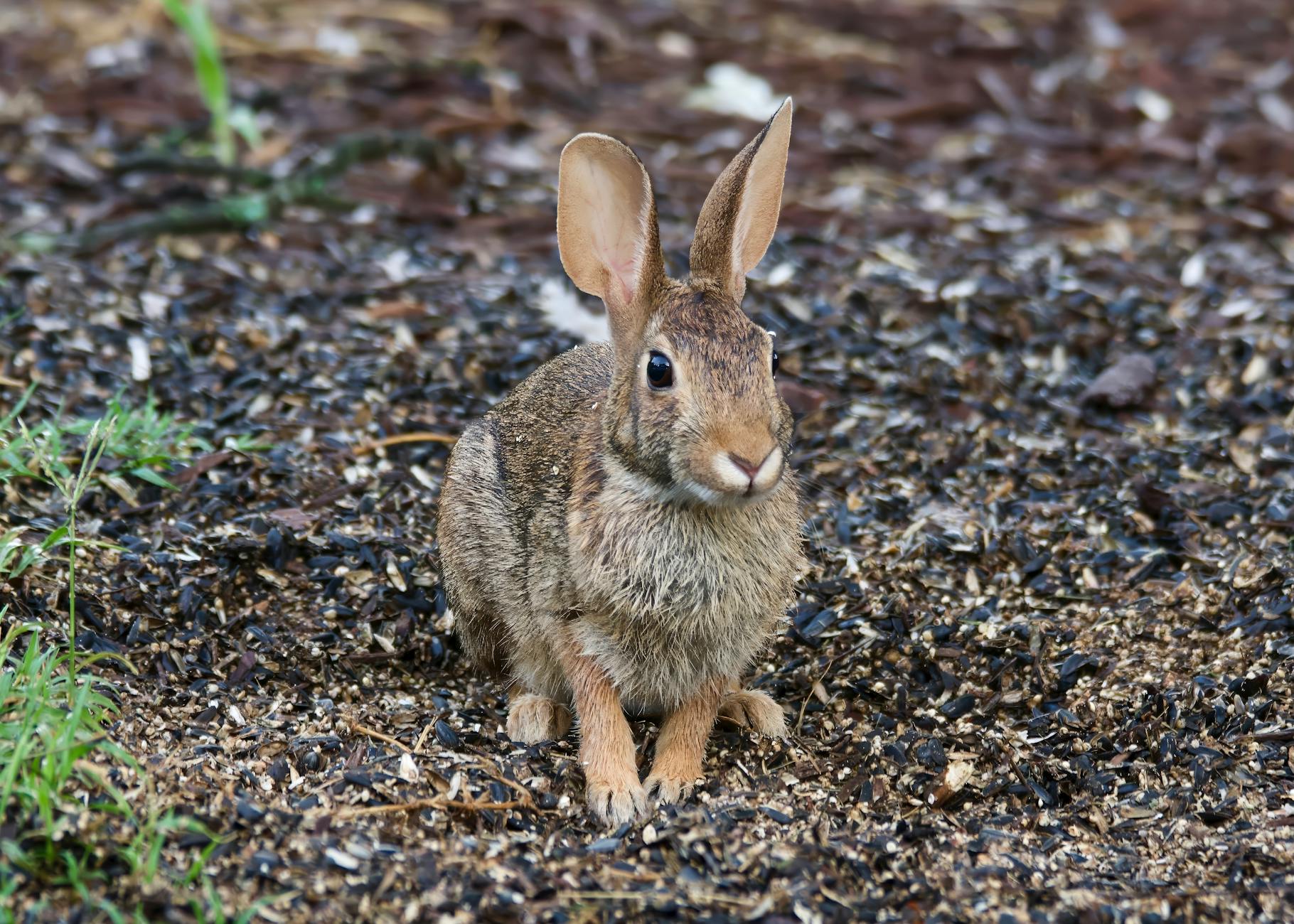 Cottontail rabbit in the backyard