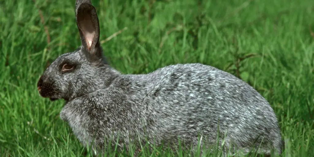 Argente Rabbit