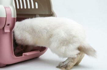 The Best Rabbit Carriers: A Comprehensive Buyer’s Guide
