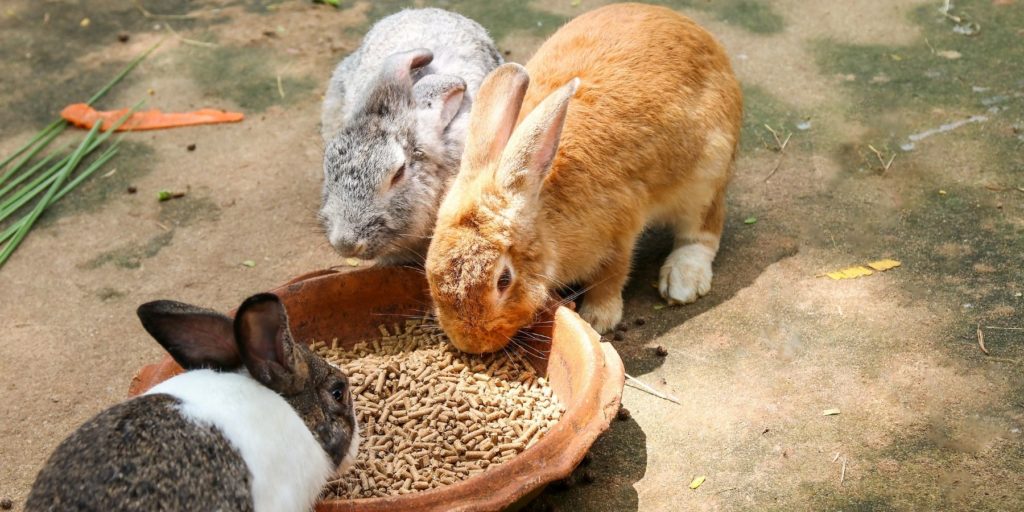 Best Rabbit Food & Pellets