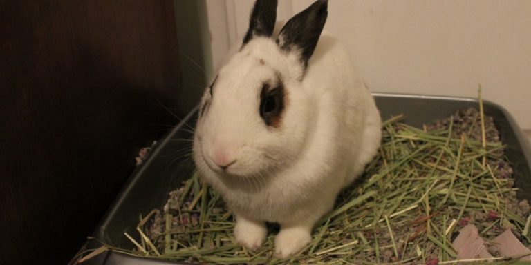 Best Rabbit Litter Boxes: Reviews & Buying Guide