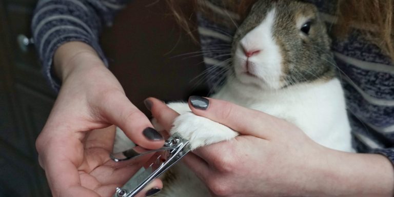 Best Rabbit Nail Clippers – How to Safely Clip Your Rabbit’s Nails
