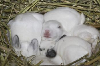 Best Rabbit Nesting Boxes: Ultimate Buyer’s Guide