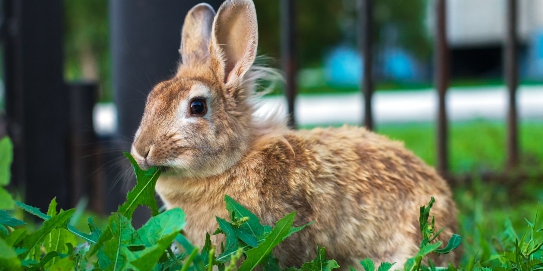 The 10 Best Rabbit Toys: Comprehensive Buyer’s Guide