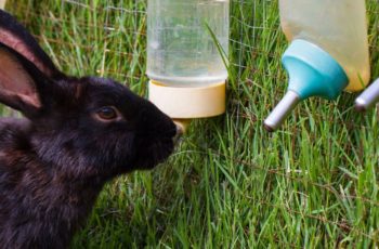 Best Rabbit Water Bottles: Reviews & Buying Guide