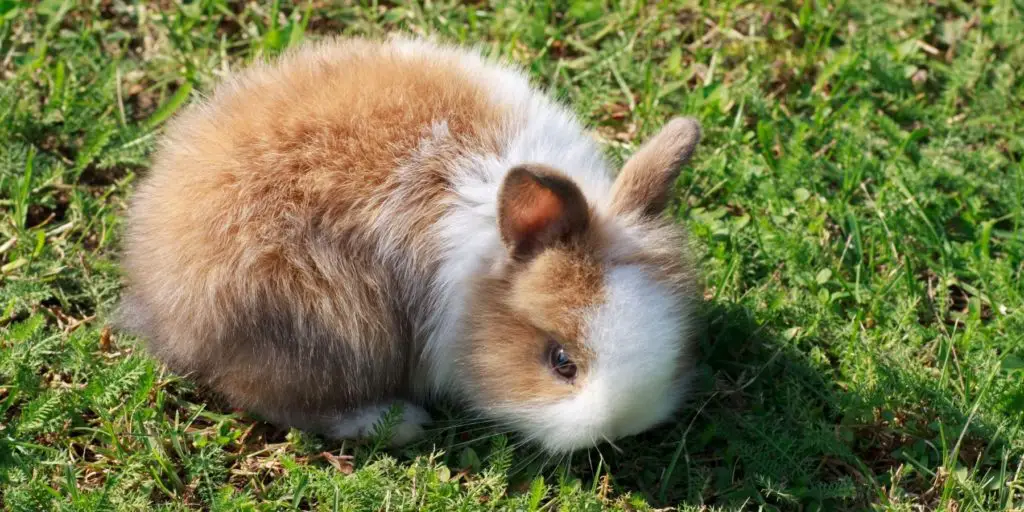 Dwarf Rabbit