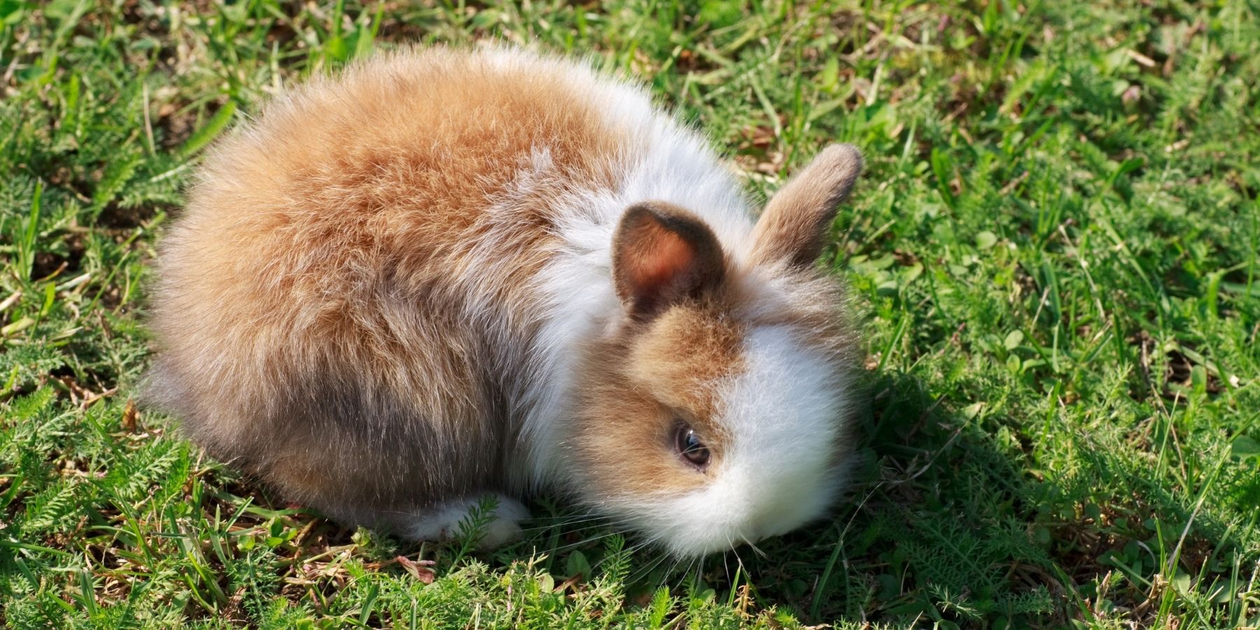 10 Of The Best Pet Rabbits (With Pictures) - Rabbit Care Basics