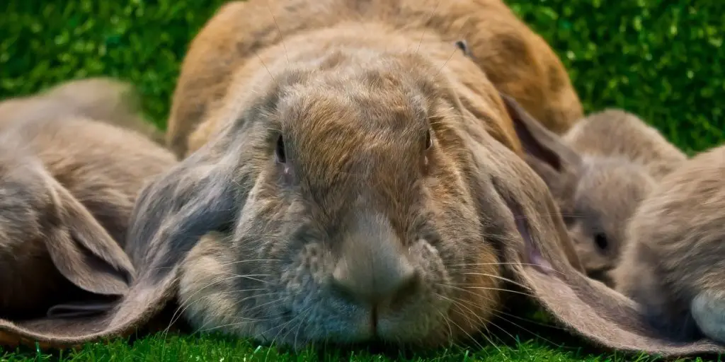 English Lop Rabbit