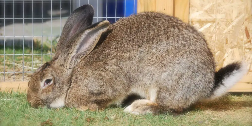 Flemish Giant Rabbit