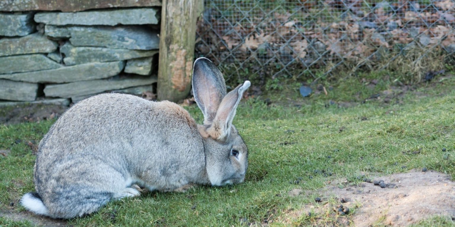 Flemish Giant Rabbits For Sale in the USA - Price and List of Breeders ...