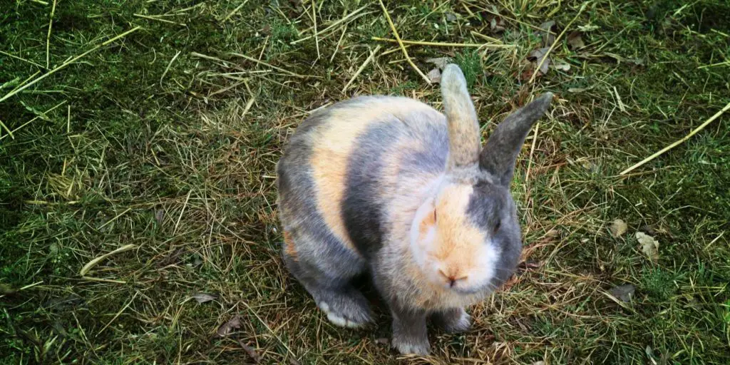 Harlequin Rabbit