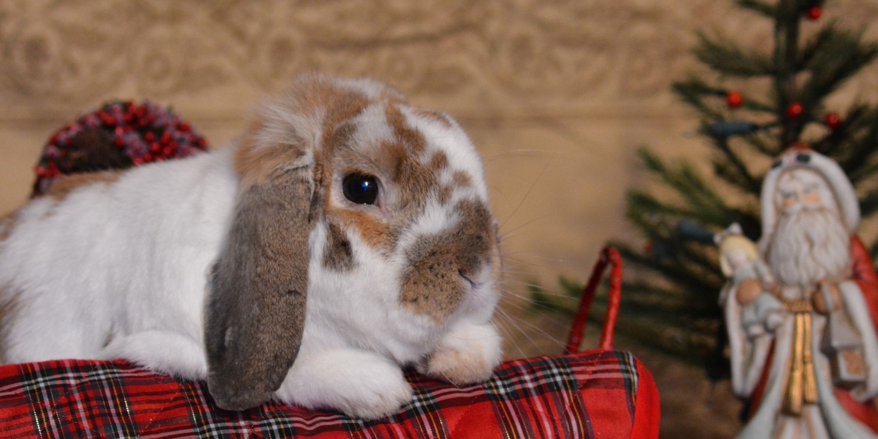Holland Lop Bunnies For Sale –  Price and List of Breeders