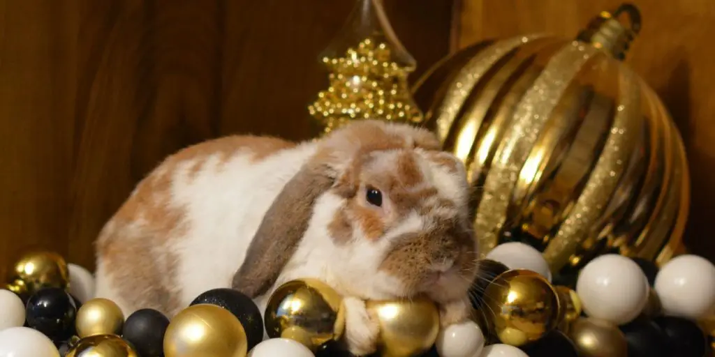 Holland Lop Bunny