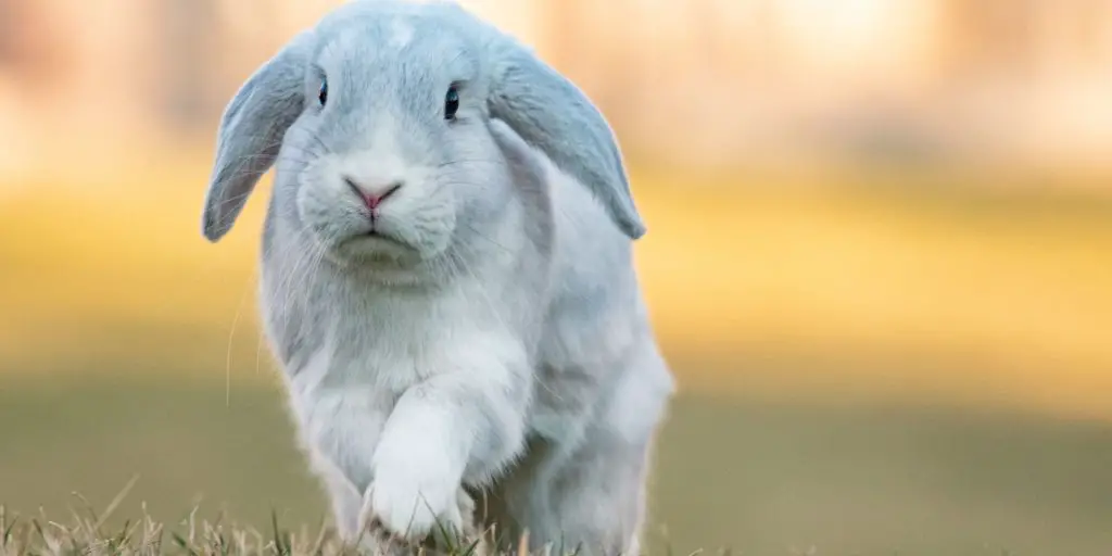 Holland Lop Rabbits