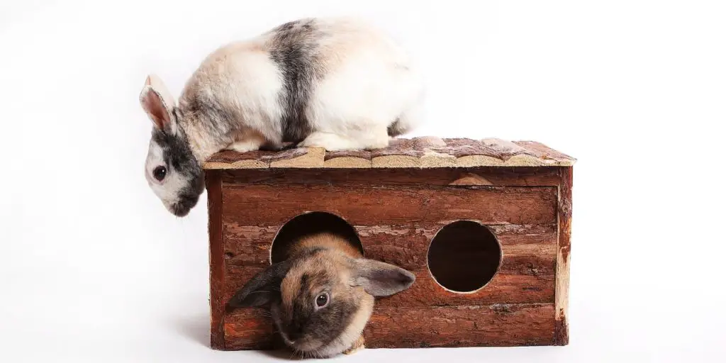 Indoor Bunny Houses