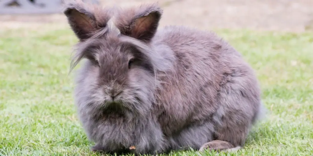 Lionhead Rabbit