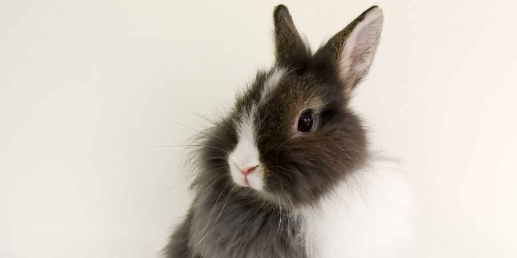 Lionhead Rabbit