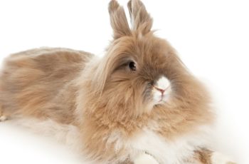 Lionhead Rabbits For Sale US – Popular Breeders