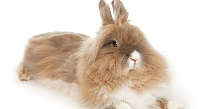 Lionhead Rabbits For Sale US – Popular Breeders