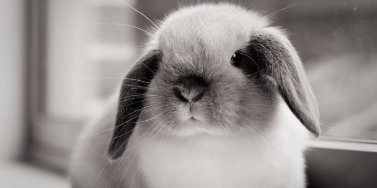 Mini Lop Bunnies For Sale in the US (updated)