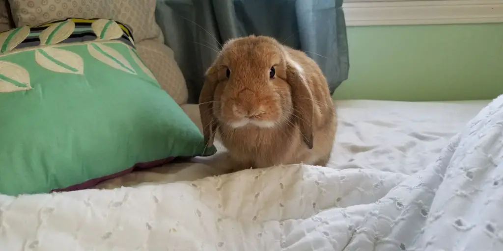 Mini Lop Bunny