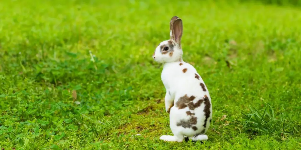 Mini Rex Rabbit