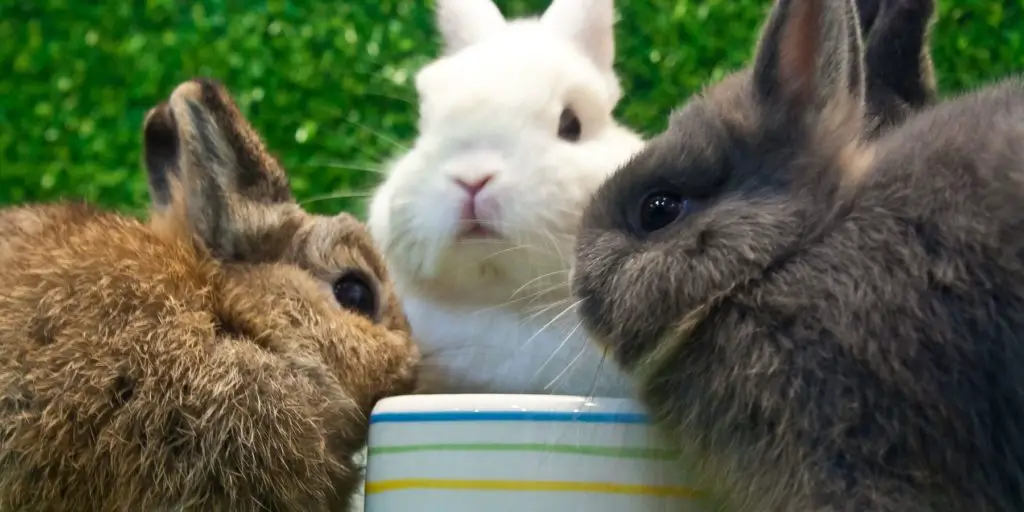 Netherland Dwarf Rabbits