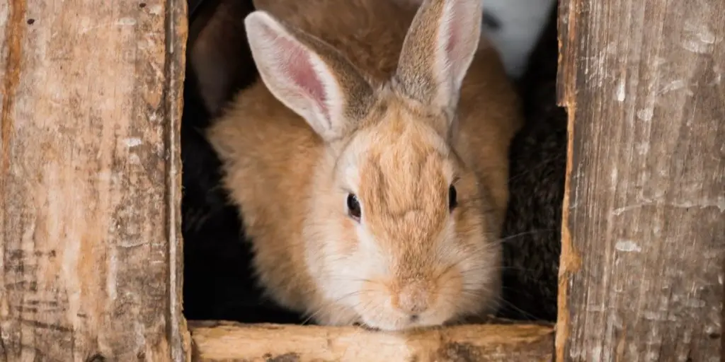 Pet Rabbit House