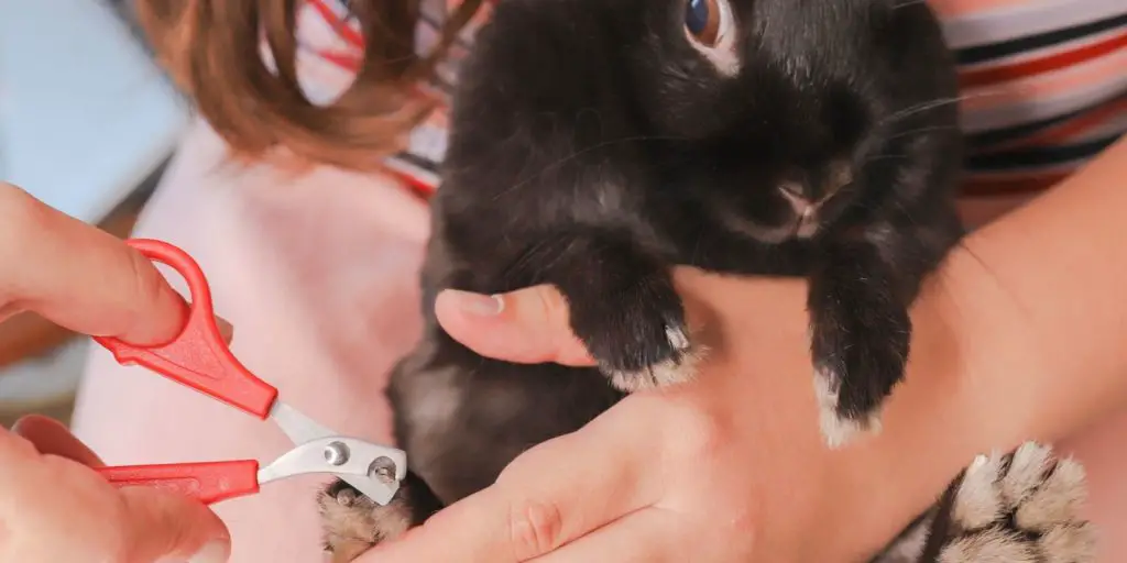 Trimming A Rabbit's Nails With Nail Clippers For Small Animals.