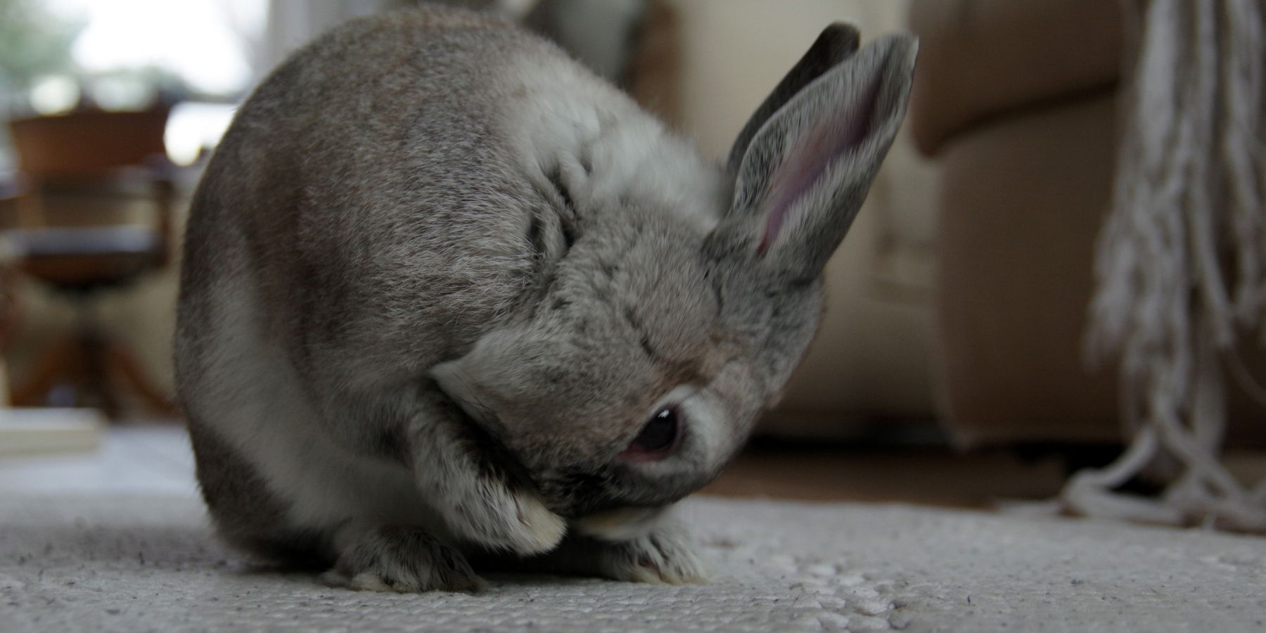 How to Bunny Proof a Room A Guide Rabbit Care Basics