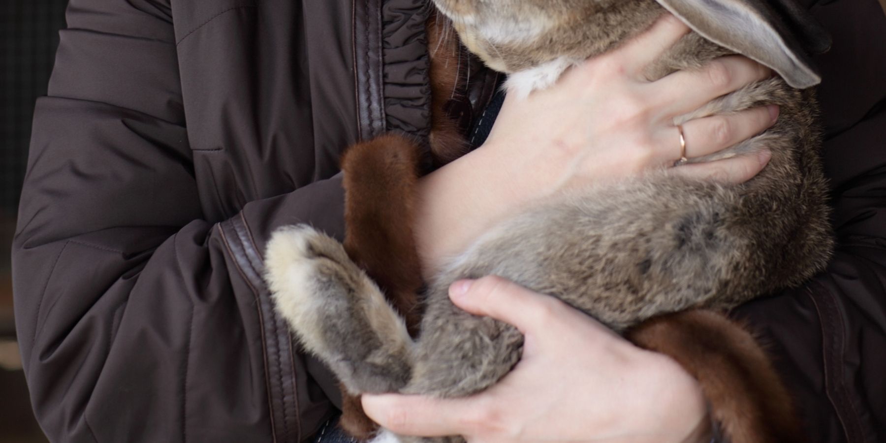 How To Hold A Rabbit