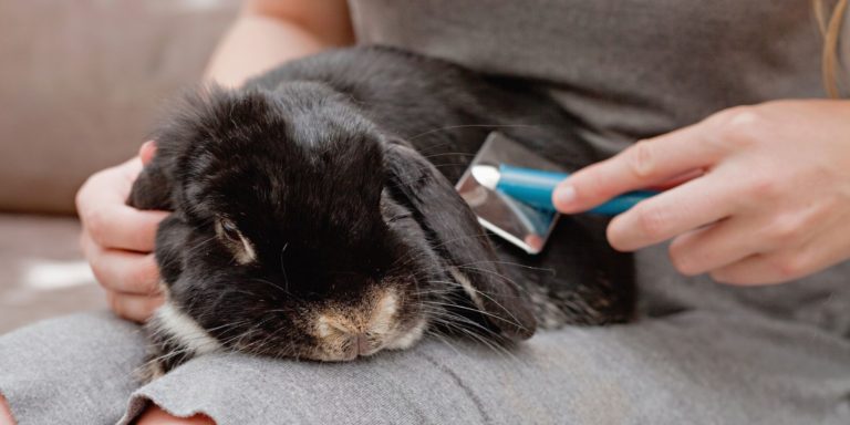 How To Groom A Rabbit