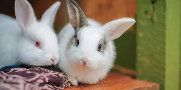 rabbit grooming kits