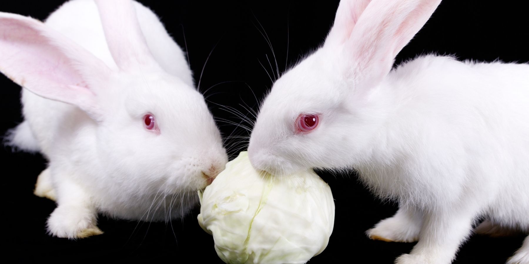 can rabbits eat cabbage every day?