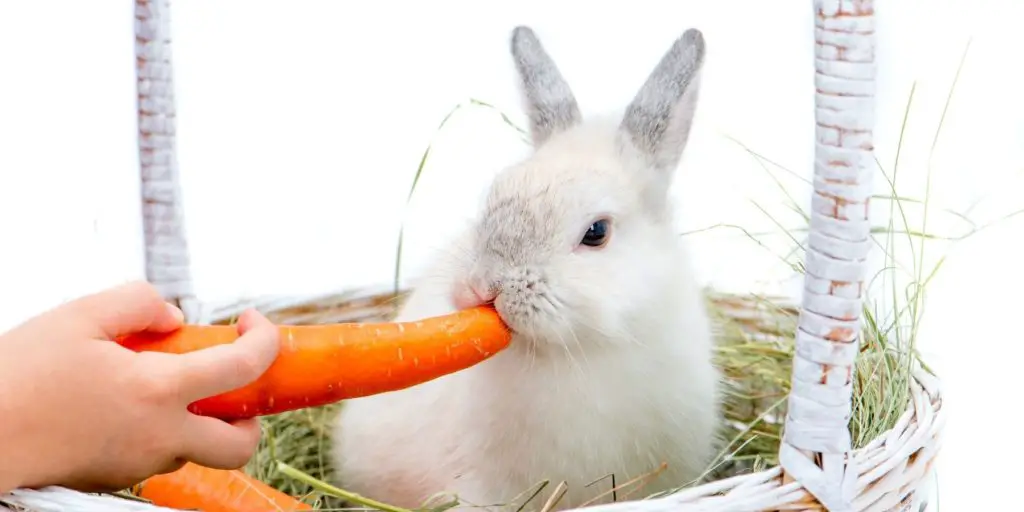 do rabbits like carrots?