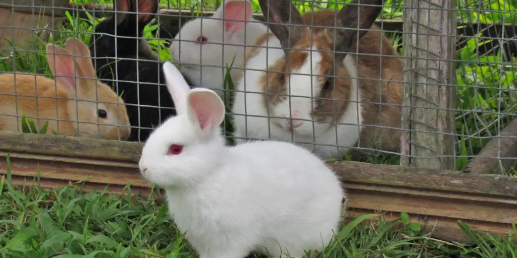 Do Rabbits Get Lonely? 5 Things To Know Rabbit Care Basics