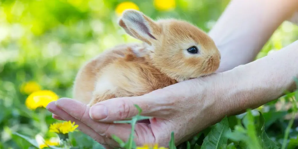 How To Bond With Your Rabbit