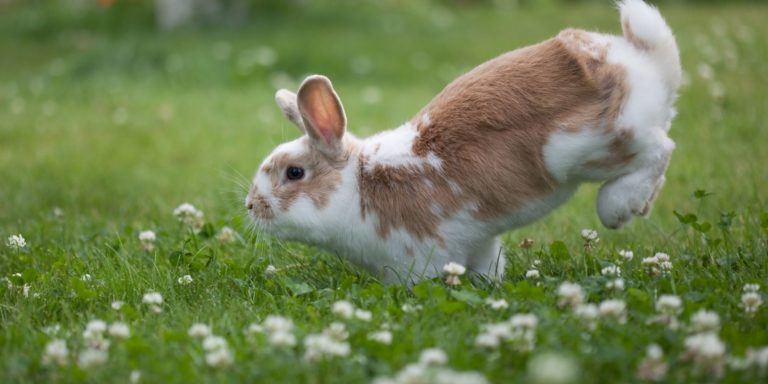 How To Care For A Rabbit Outdoors – Top 7 Tips