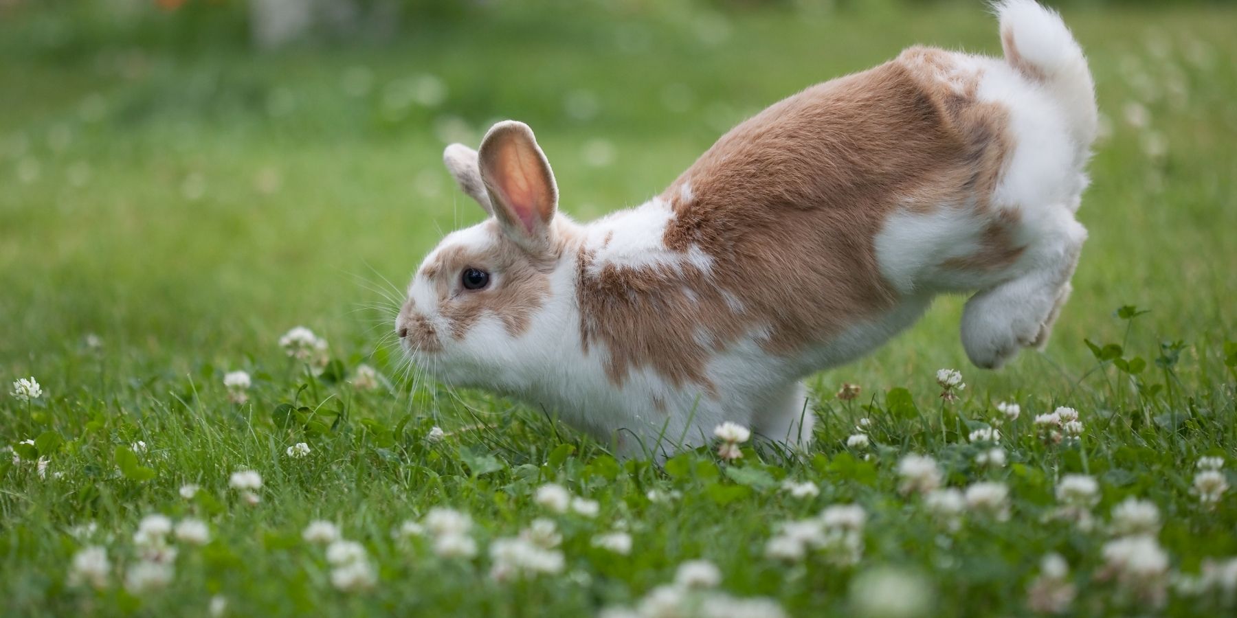 How To Care For A Rabbit Outdoors