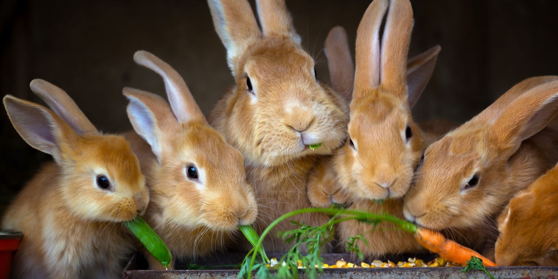 What Do Rabbits Eat In The Wild And As Pets?