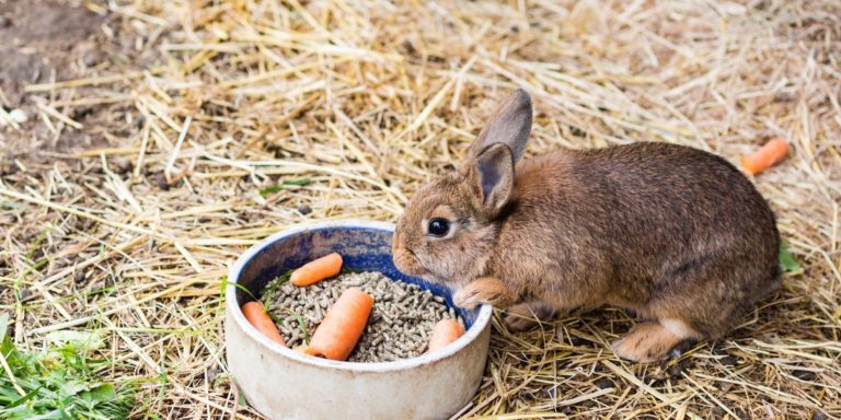 5 Best Rabbit Food Bowls – A Buyer’s Guide