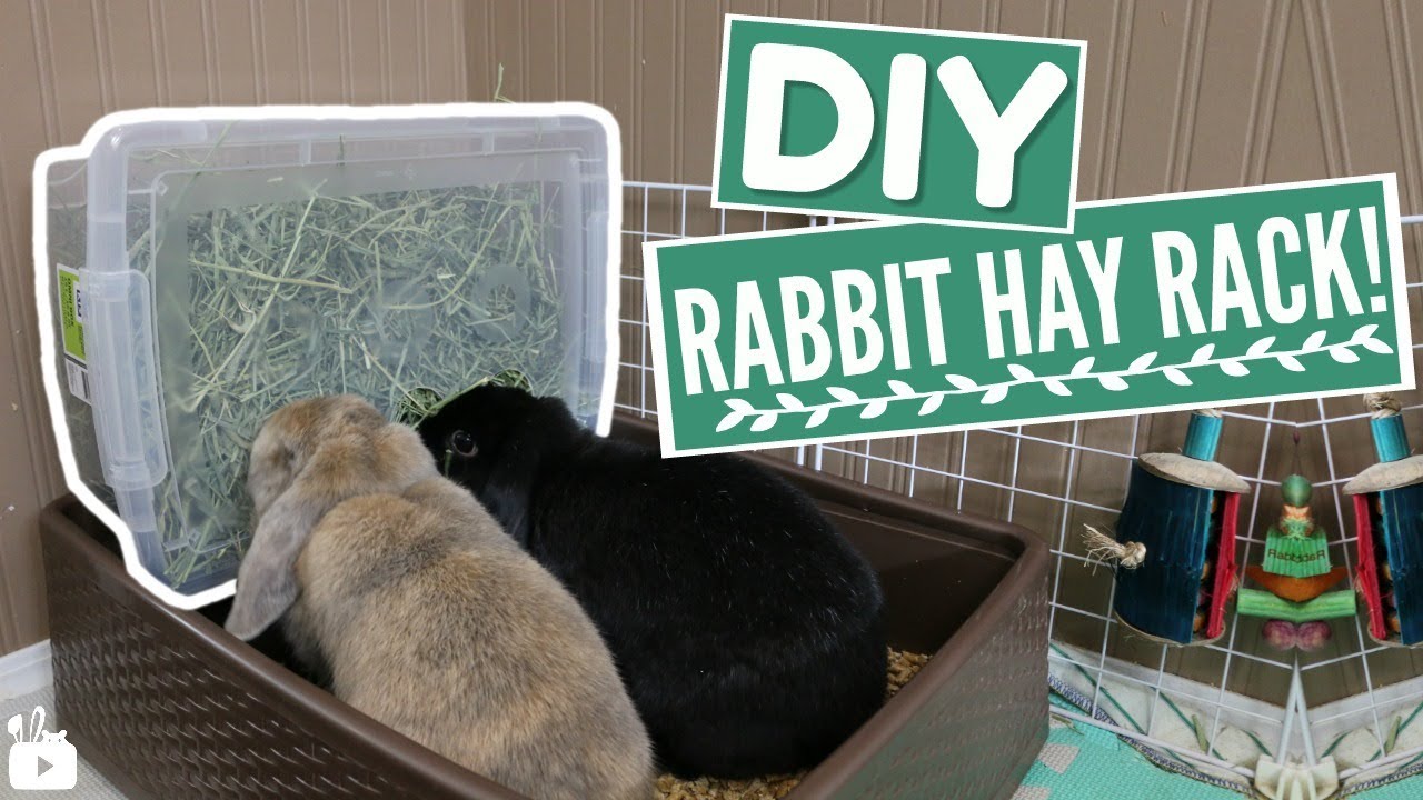 9 Best Rabbit Hay Feeders A Buyer's Guide Rabbit Care Basics