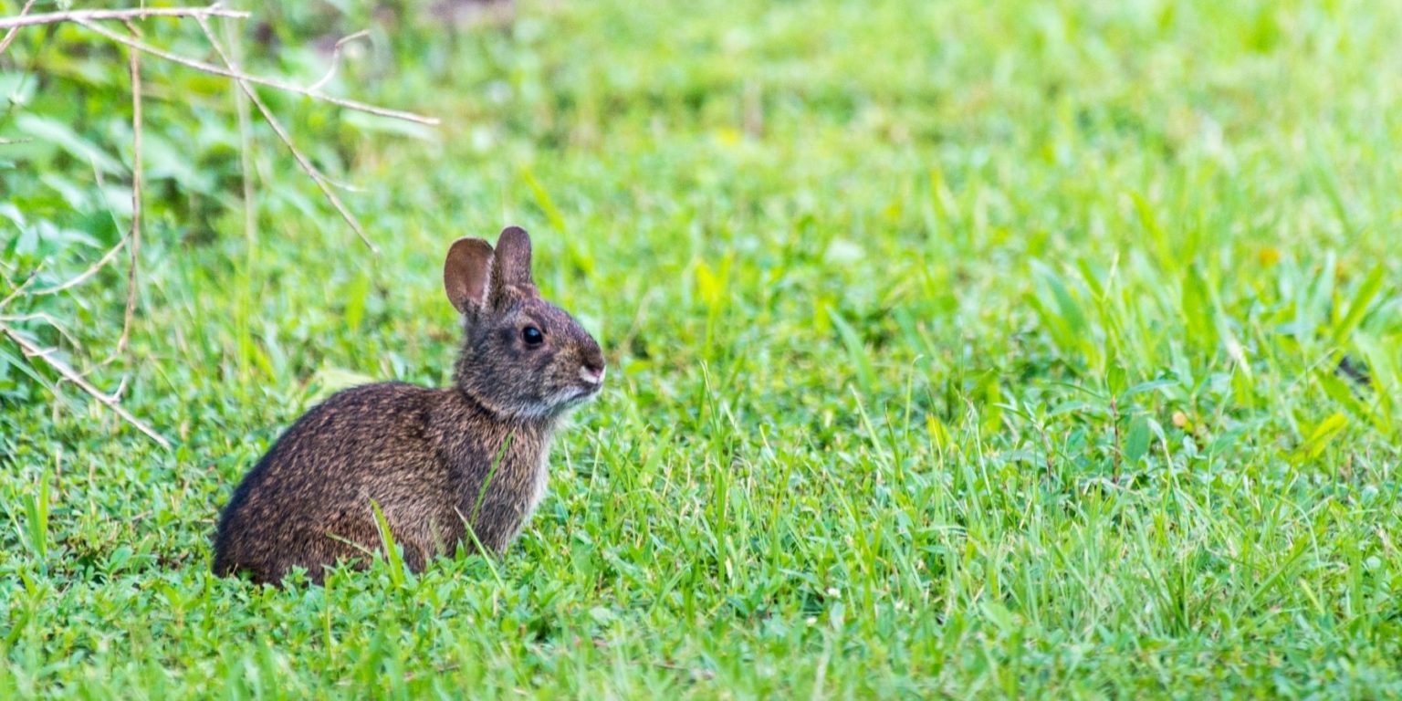 How to Find a Lost Rabbit: Steps to Reunite with Your Bunny - Rabbit ...