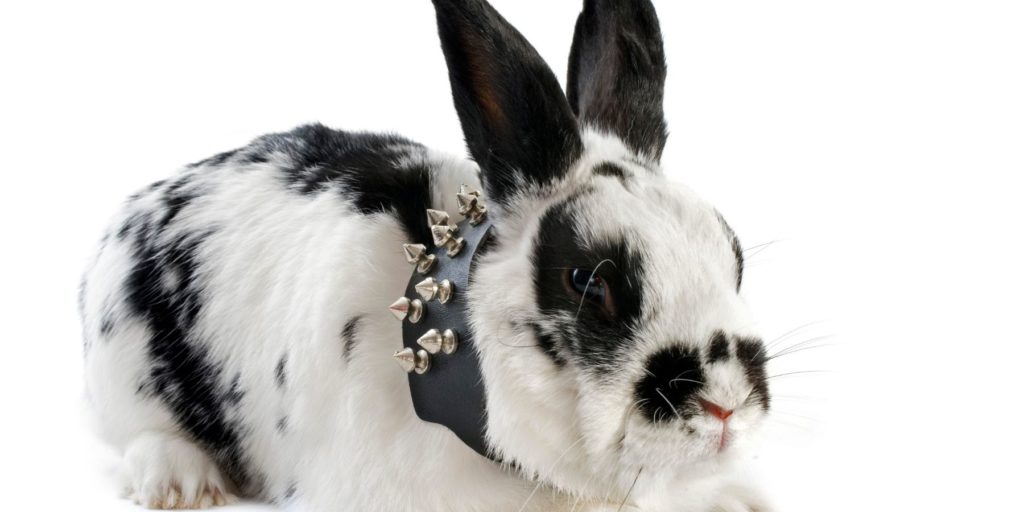 Can Bunnies Wear Collars Or Harnesses