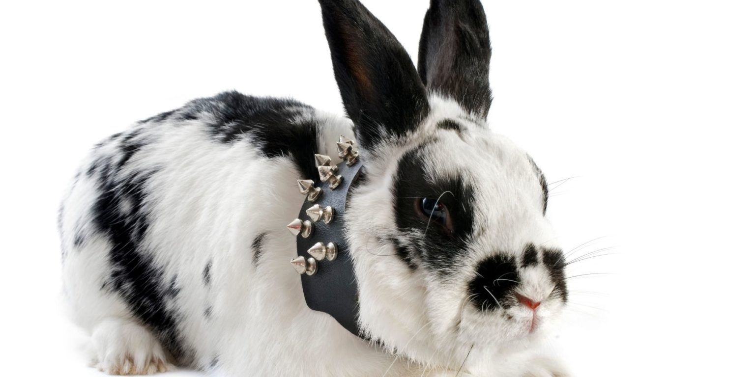 Can Bunnies Wear Collars Or Harnesses? 3 Things To Know Rabbit Care Basics