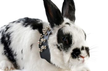 Can Bunnies Wear Collars Or Harnesses? 3 Things To Know