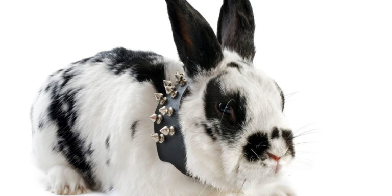 Can Bunnies Wear Collars Or Harnesses? 3 Things To Know